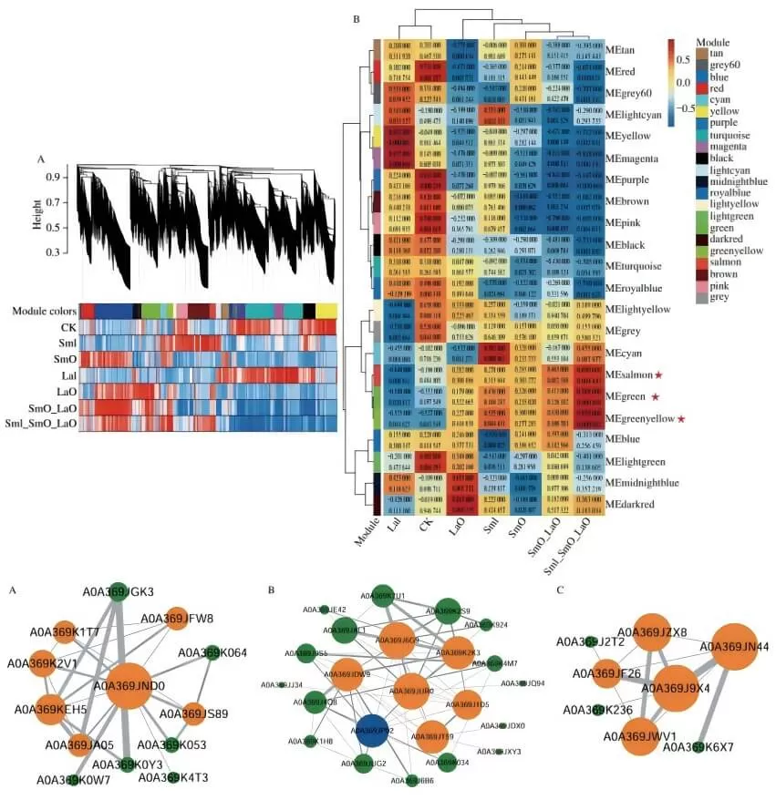 WPCNA Analysis (Top) and Protein Co-Expression Network (Bottom)